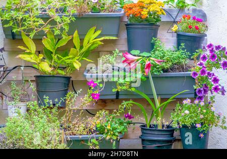 Bunte vertikale Wand Garten. Topfpflanzen in einem vertikalen Array an einer Wand Stockfoto