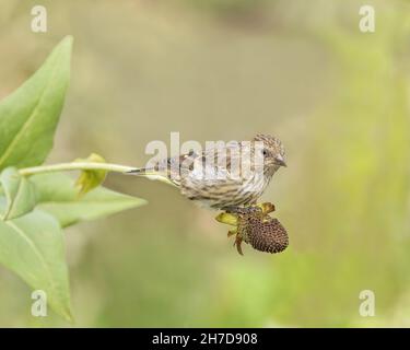 Eine Kiefer-Siskin ernährt sich von einer westlichen Kegelblume im Bridger-Teton National Forest, Wyoming Stockfoto