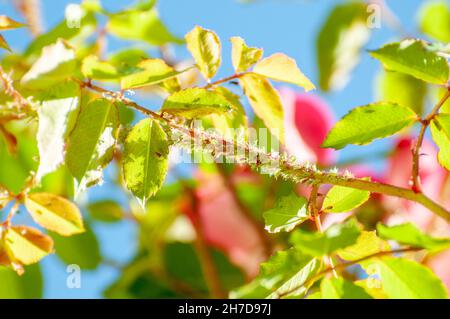 Eine Gruppe von Rose Blattläuse (Macrosiphon Rosae) auf einem rosa Stiel. Bekannt als Pflanze Läuse, sind Blattläuse spezialisierte Anlage Zufuhren, die saugen den Saft von Anlage ve Stockfoto