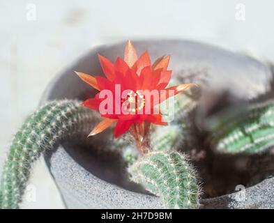 Blühende Erdnuss Kaktus (Echinopsis chamaecereus) mit Rot und Orange Blume Stockfoto