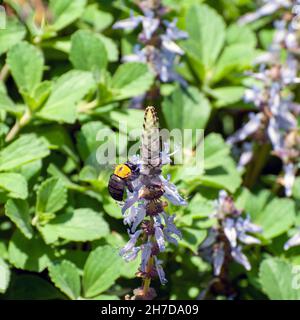Schwarz und Gelb Bumble Bee besucht eine blaue Hummer Blume Plectranthus neochilus (Hummer Bush, Bush, Fliegen oder Mücken Bush) ist ein mehrjähriger Bodendecker Stockfoto