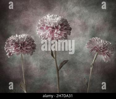 Fine Art Bild von einem drei rosa und weißen Chrysantheme Blumen auf einem strukturierten Hintergrund Stockfoto