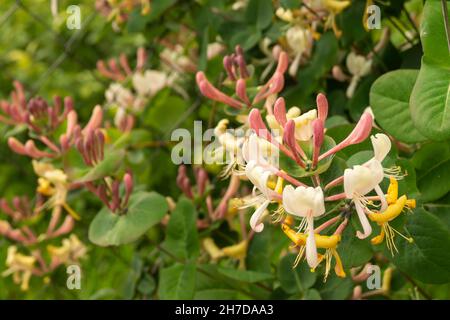 Blossom Lonicera auf Hintergrund grün Blatt im Jahr solar Tag Stockfoto