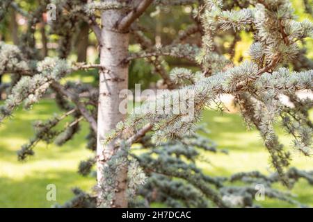 Pseudotsuga menzierii oder Rocky Mountain Douglas Tannenzweig Nahaufnahme im Park Stockfoto