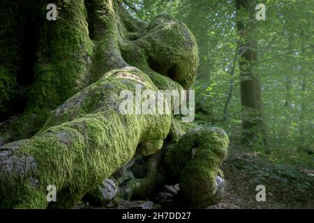 Ein alter Baum mit Moos, der an den Wurzeln wächst Stockfoto