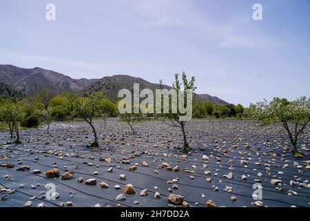 Verworfene Früchte in einem Obstgarten, Kreta, Griechenland Stockfoto