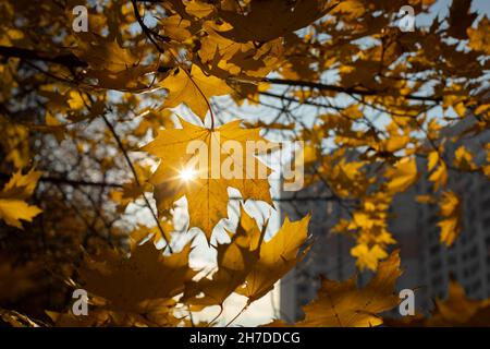 Die Sonne scheint durch den Ahornfuchs. Herbstfarben. Ahornblätter wurden gelb. Herbststimmung in der Natur. Stockfoto