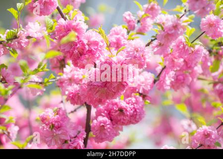 Makrofoto der Natur Rosa Sakura Blumen. Textur Hintergrund blühende rosafarbene Sakura-Blume. Bilder der japanischen Blume Sakura mit pinkfarbenen Knospen. Stockfoto