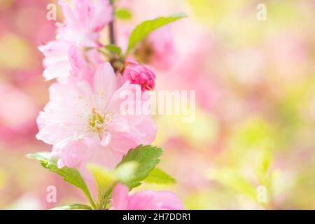 Makrofoto der Natur Rosa Sakura Blumen. Textur Hintergrund blühende rosafarbene Sakura-Blume. Bilder der japanischen Blume Sakura mit pinkfarbenen Knospen. Stockfoto