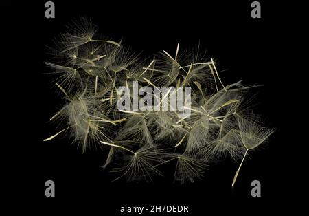 Tragopogon dubius Samen, gebräuchlicher Name Gelbe Salsify, Gelber Goatsbart, Westernsalsify, Wilde Oysterplant, auf weißem Schwarzgorund Stockfoto