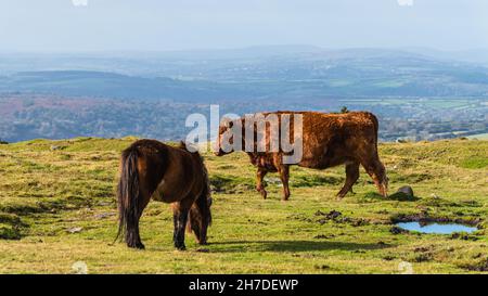 Wildkühe über Sharpitor in Herbstfarben, Dartmoor-Nationalpark, Devon, England, Europa Stockfoto
