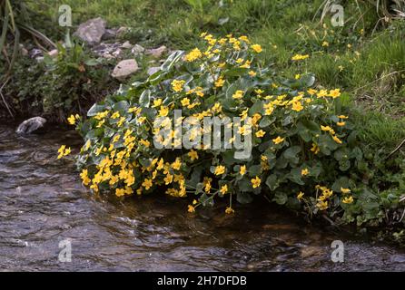 Caltha palustris, bekannt als Sumpfmarmeltier und Königspokal Stockfoto