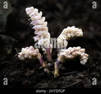 Zahnkraut - Lathraea squamaria Pflanze, die parasitär an Baumwurzeln, oft Hazel Stockfoto