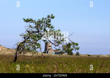 Verzerrte Schottenkiefer umrahmt den Snook Tower in Lindisfarne, Northumberland Stockfoto