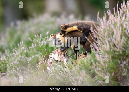 Zwei junge Kiefernmarder (Martes martes) Geschwister in schottischem Wald bei Tageslicht im August Stockfoto