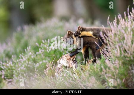 Zwei junge Kiefernmarder (Martes martes) Geschwister in schottischem Wald bei Tageslicht im August Stockfoto