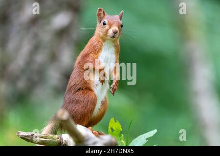 Alert laktierendes weibliches rotes Eichhörnchen (Sciurus vulgaris) im Sommer auf den Hinterbeinen stehend Stockfoto