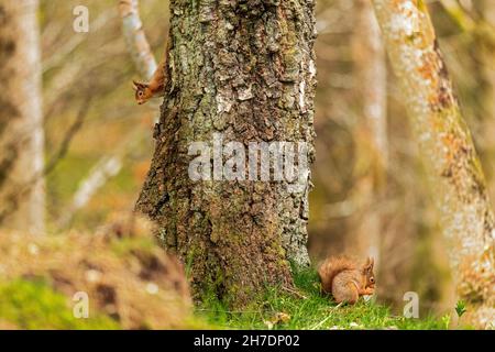 Zwei rote Eichhörnchen (Sciurus vulgaris), eines wachsam am am Baumstamm, das andere unten an einer Haselnuss Stockfoto