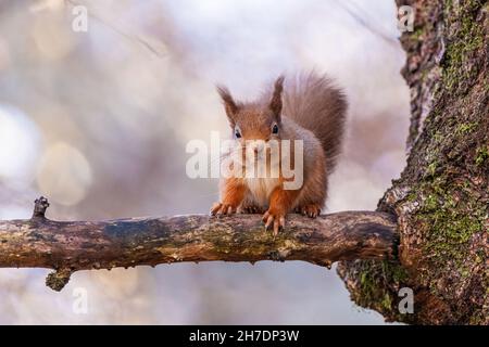 Junges rotes Eichhörnchen (Sciurus vulgaris), das auf einem Ast eines Baumes sitzt und in Laubwäldern auf die Kamera blickt Stockfoto