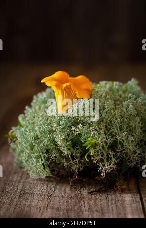 Pilze Pfifferlinge in einer Eisen Retro-Schale und Waldmoos auf einem hölzernen alten Hintergrund. Modell. Draufsicht. Stockfoto