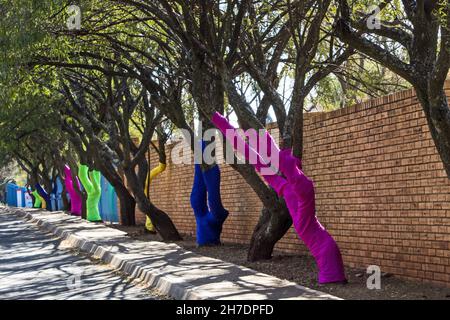 Eine Reihe von Karee-Bäumen, Searsia lancea, mit ihren in farbenfrohe Stoffe gewickelten Stämmen, neben der Straße in einem Vorort zwischen den südafrikanischen CI Stockfoto