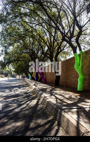 Eine Linie von Karee-Bäumen, Searsia lancea, mit Ästen überhängenden Parkplätzen in einem Vorort zwischen den südafrikanischen Städten Roodepoort und J Stockfoto