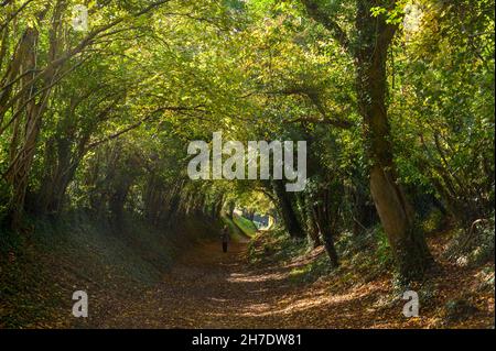 Menschen, die an einem sonnigen Herbsttag in der Nähe von Chichester, West Sussex, England, auf dem Weg durch den Halnaker-Baumtunnel wandern. Stockfoto