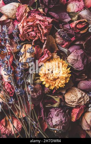 Verschiedene trockene rosa, lila, gelbe Blüten Blütenblätter und Blüten verstreut. Vintage künstlerischen floralen Hintergrund. Mattes Bildformat. Stockfoto
