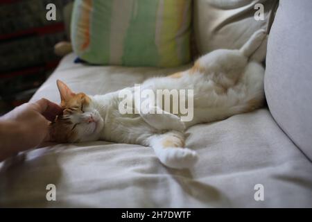 Ingwer weiße Katze liegt auf dem Sofa und spielen niedlich Stockfoto