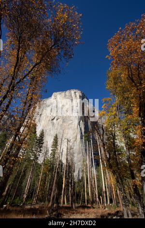 El Capitan, Yosemite NP, wird von Bäumen umrahmt, die in Herbstfarben in der kalifornischen Sierra Nevada gebadet sind. Stockfoto