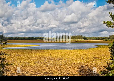 Verwelkte Seerosen in der Drainage am Indian Lake, Blick von der Grassy Lake Road, Caribou Targhee National Forest, Greater Yellowstone Area, Wyoming, USA Stockfoto