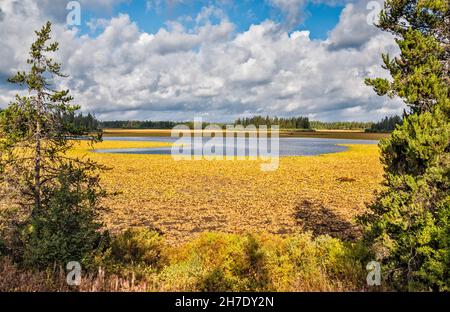 Verwelkte Seerosen in der Drainage am Indian Lake, Blick von der Grassy Lake Road, Caribou Targhee National Forest, Greater Yellowstone Area, Wyoming, USA Stockfoto