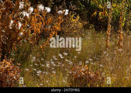 Common Milkweed, Asclepias syriaca, Dispergieren von Samen für zukünftige Keimung in der Nähe von Colorado Springs, CO. Stockfoto