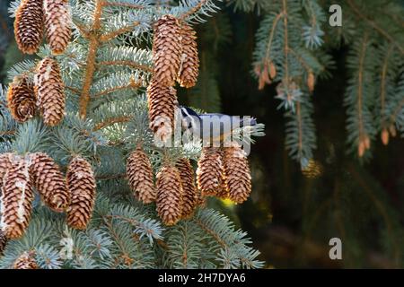 Eine Rotbrustkutte, Sitta canadensis, ernährt sich von Pinienkernen aus Fichte, Colorado. Stockfoto