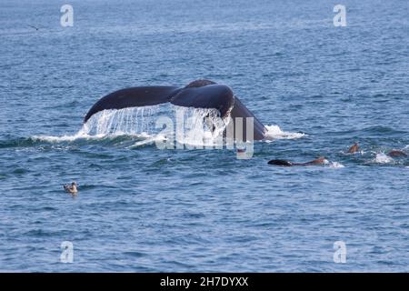 Ein erwachsener Buckelwal, Megaptera novaengliae, taucht tief in die Monterey Bay in der Nähe von Moss Landing, Kalifornien. Stockfoto