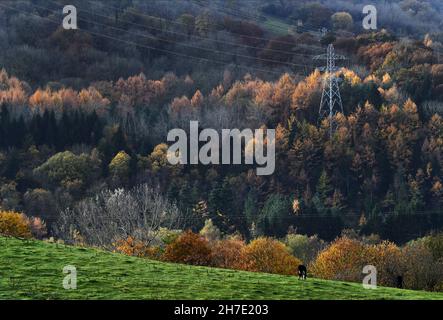 Strommasten und Kabel zwischen Waldbäumen im Herbst, Großbritannien, Großbritannien Stockfoto