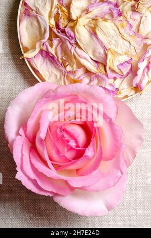 Rosenstillleben mit Blüten und getrockneten Blütenblättern in einem Balsaholzdeckel, über Leinenstoff. Frischer, hellrosa gefärbter Blütenkopf einer Gartenrose. Stockfoto