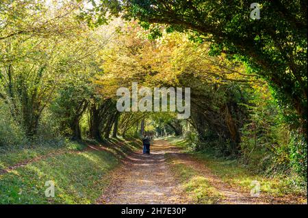 Ein junges Paar, das im Herbst auf dem Weg durch den Halnaker-Baumtunnel steht und die Aussicht bewundert. West Sussex, England. Stockfoto