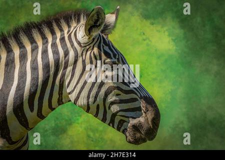 Porträt eines Zebras vor grünem Hintergrund Stockfoto