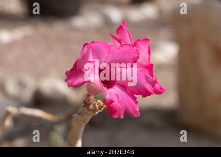 Aeonium Arboreum wächst in einem Freiluftgarten aus nächster Nähe Stockfoto