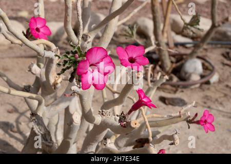 Aeonium Arboreum wächst in einem Freiluftgarten aus nächster Nähe Stockfoto