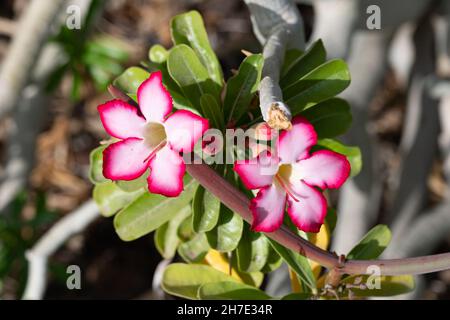 Aeonium Arboreum wächst in einem Freiluftgarten aus nächster Nähe Stockfoto