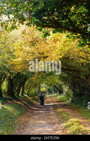 Ein junges Paar, das im Herbst auf dem Weg durch den Halnaker-Baumtunnel steht und die Aussicht bewundert. West Sussex, England. Stockfoto