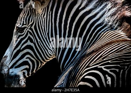 Porträt eines Zebras auf schwarzem Hintergrund Stockfoto