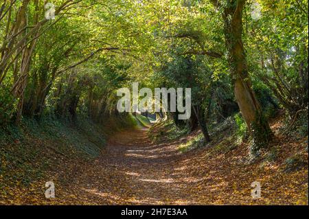 Ein Blick auf den Weg durch den Halnaker-Baumtunnel an einem sonnigen Herbsttag in der Nähe von Chichester, West Sussex, England. Stockfoto