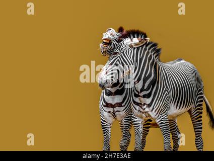 Zwei Zebras im Kampf Stockfoto
