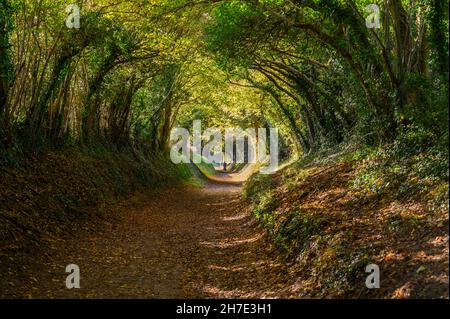 Menschen, die an einem sonnigen Herbsttag in der Nähe von Chichester, West Sussex, England, auf dem Weg durch den Halnaker-Baumtunnel wandern. Stockfoto