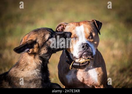 Deutscher Schäferhund Welpe (Elsässer) und amerikanischer Pit Bullterrier Stockfoto