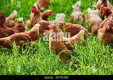 Free-Sortiment Bio Hühner Stockfoto