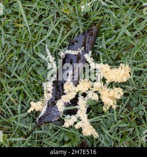 Mucilago Crustacea Schleimschimmel wächst im Herbst auf einem feuchten Rasen in England Stockfoto